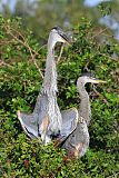 Great Blue Heronborder=